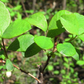 Organic Bilberry Leaf