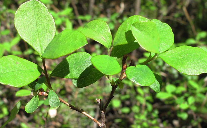 Organic Bilberry Leaf