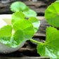 Organic Brahmi Leaf