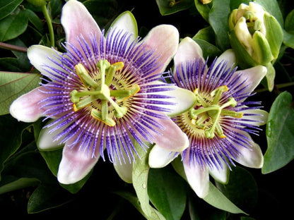 Organic Passion Flower Herb
